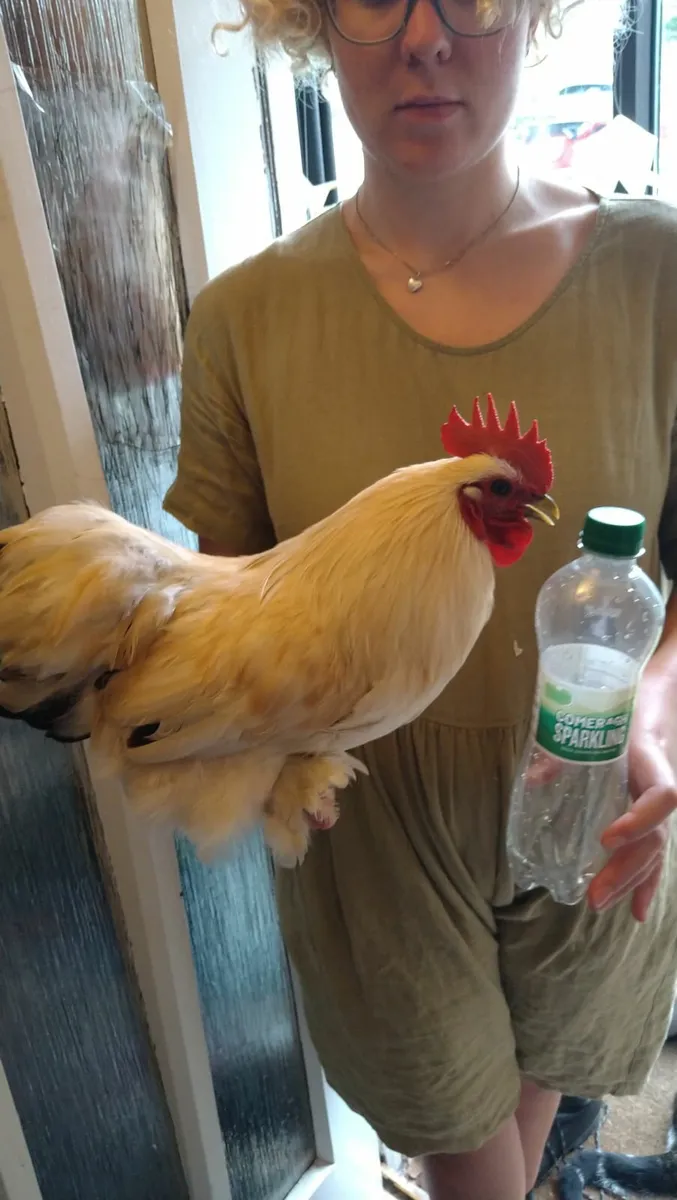 Poultry - Image 4