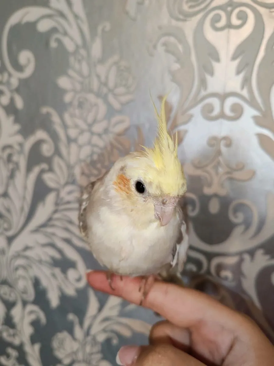 Baby Hand reared cockatiels and budgies - Image 2