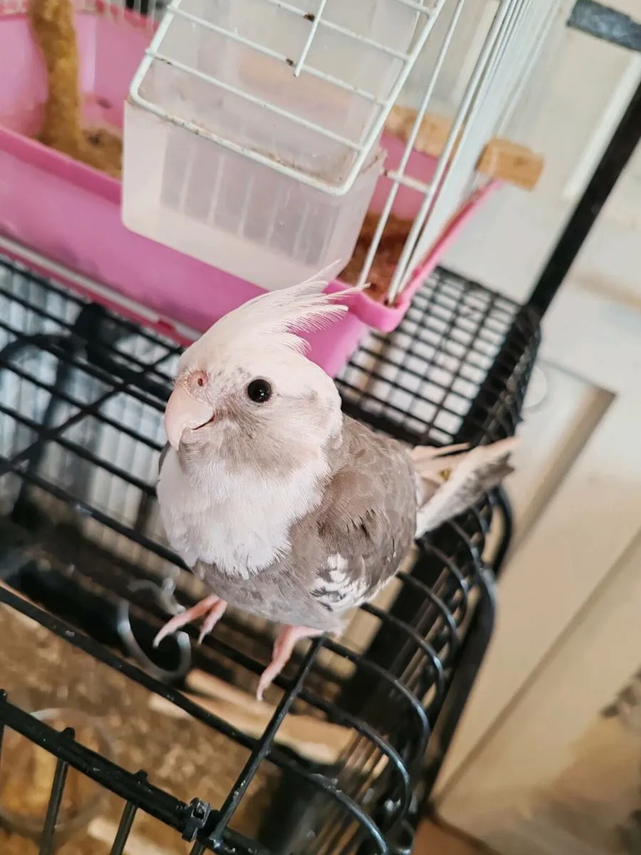 Baby Hand reared cockatiels and budgies - Image 3
