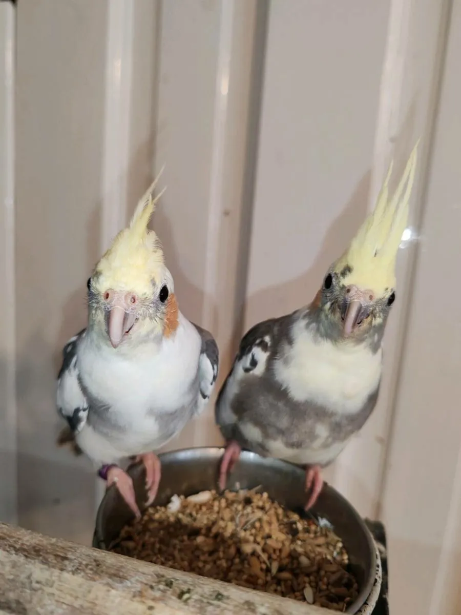 Baby Hand reared cockatiels and budgies - Image 4