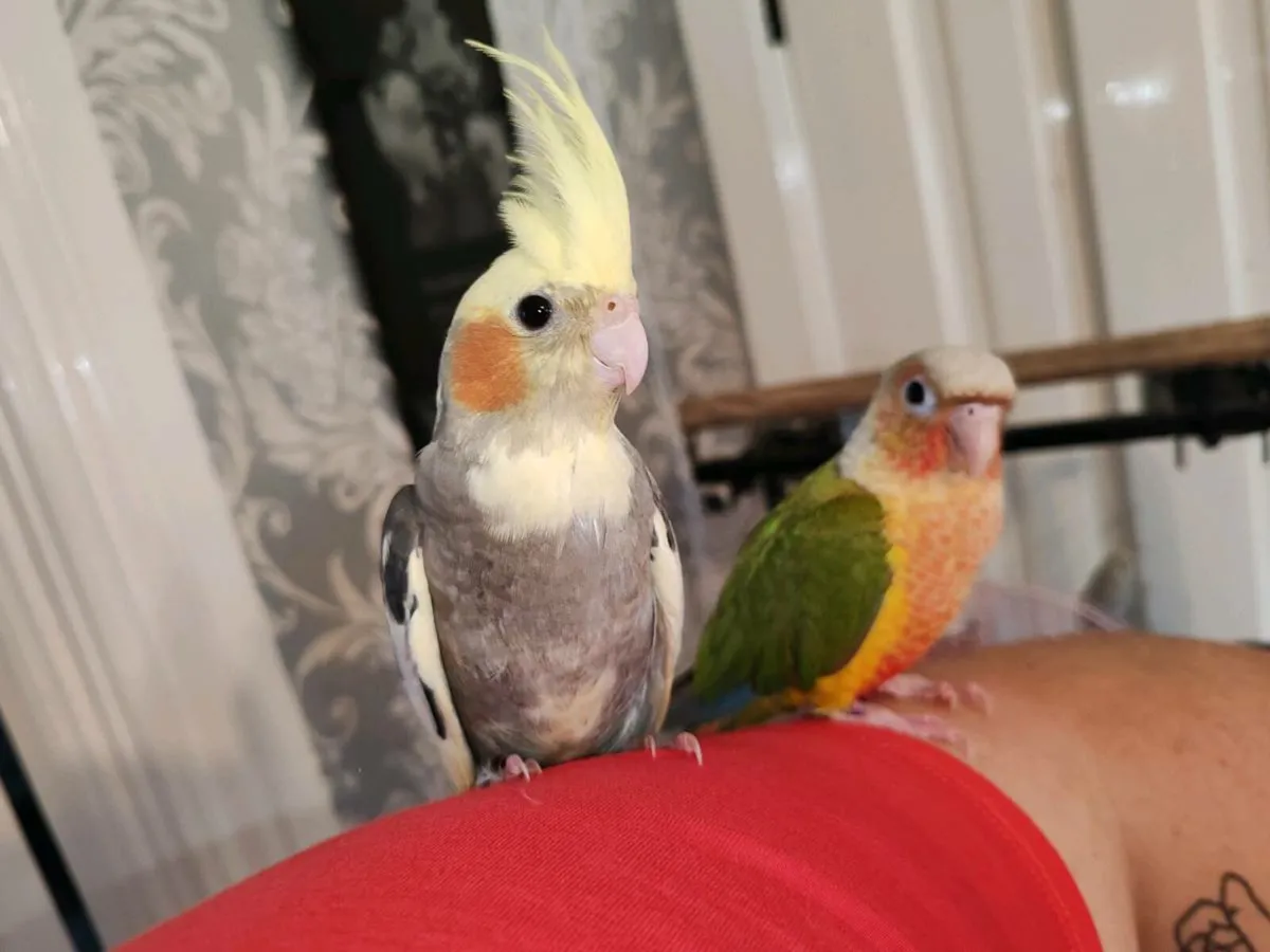 Baby Hand reared cockatiels and budgies - Image 1