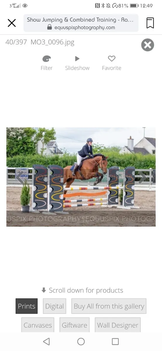 17.2 12yr showjumper/allrounder - Image 1