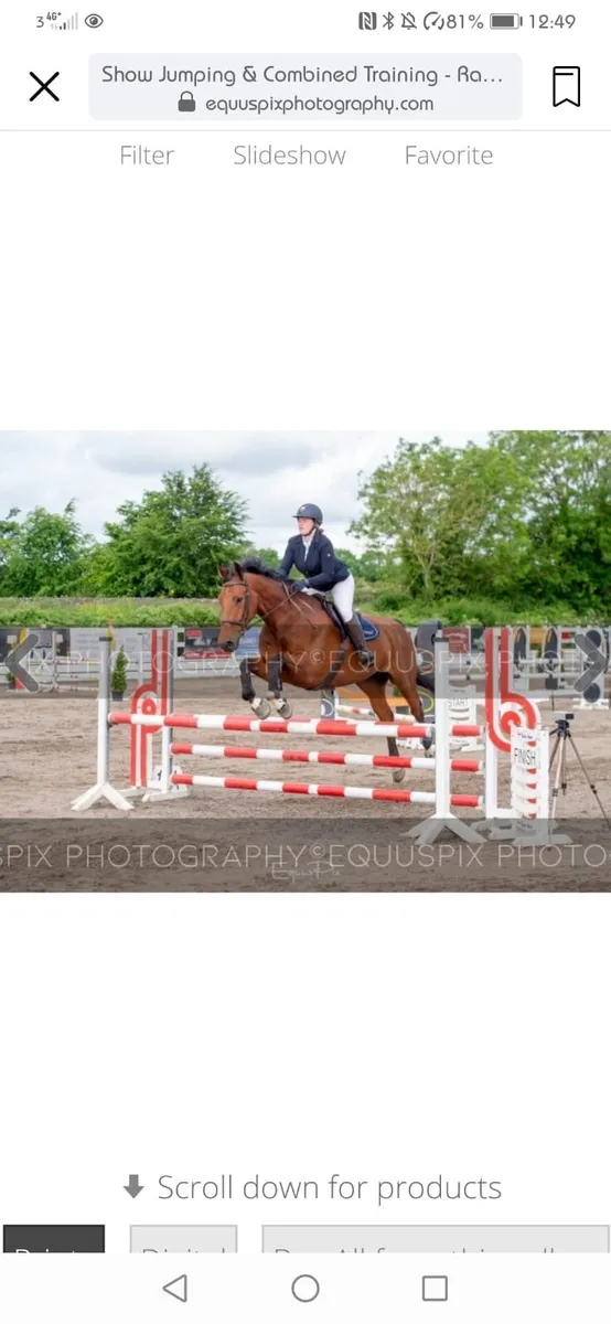 17.2 12yr showjumper/allrounder - Image 2