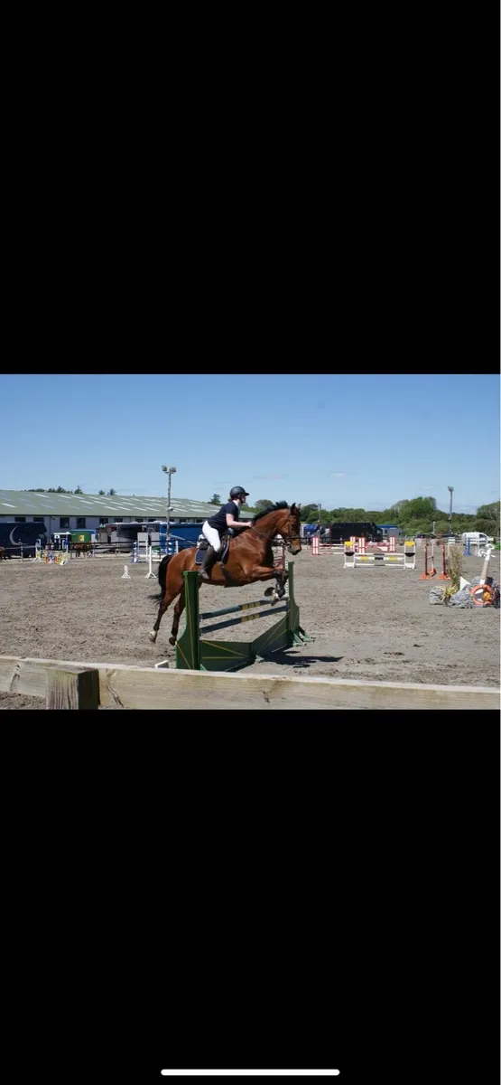 17.2 12yr showjumper/allrounder - Image 3