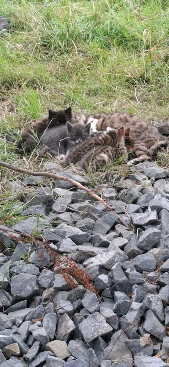 Kittens - Image 2