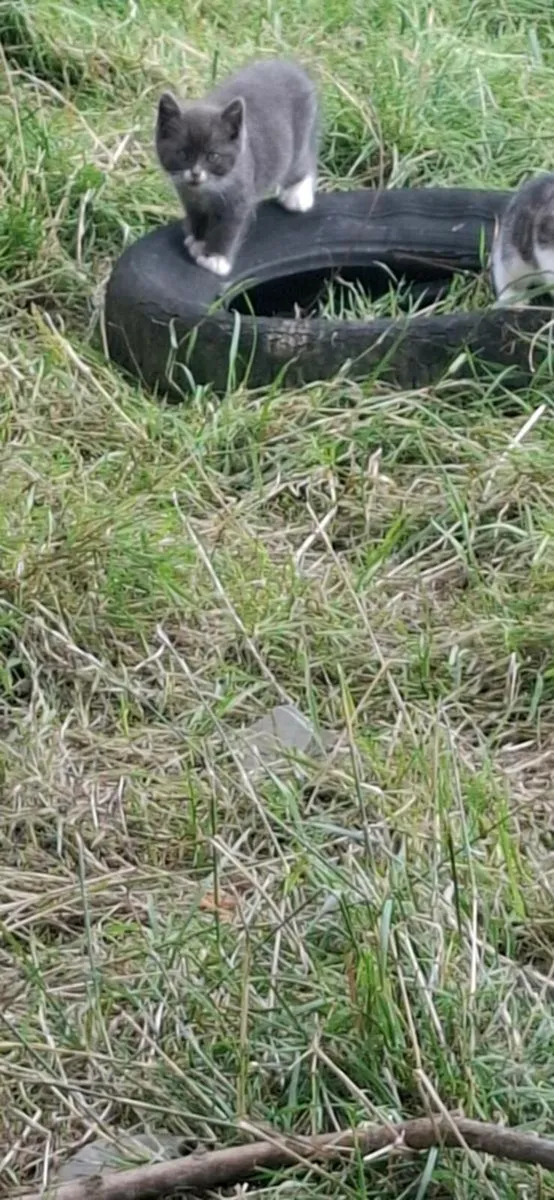 Kittens - Image 3