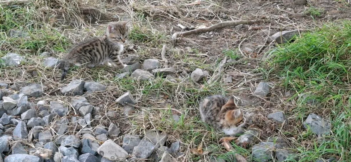 Kittens - Image 4