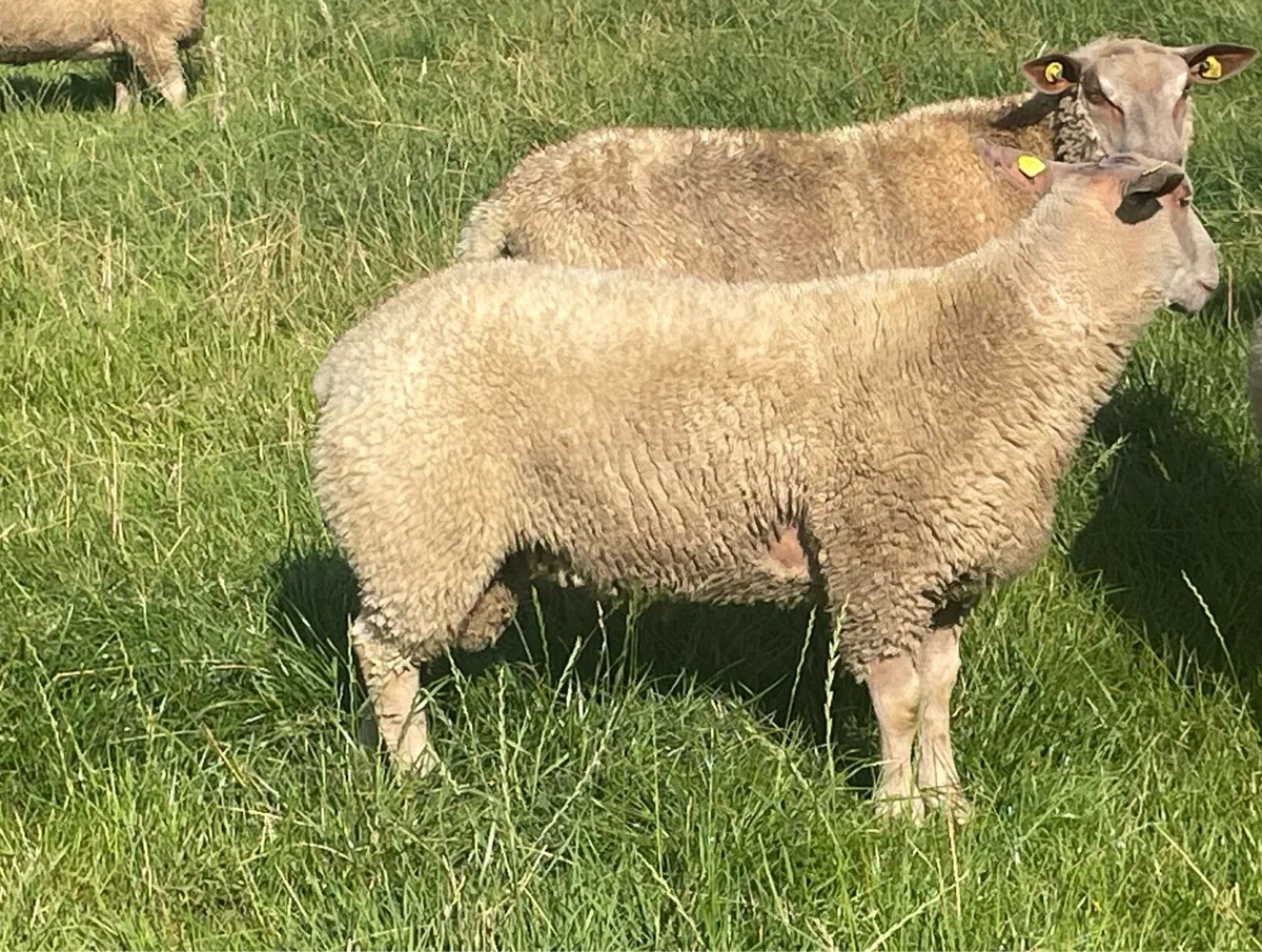 SIS pedigree Charollais ram lambs - Image 2