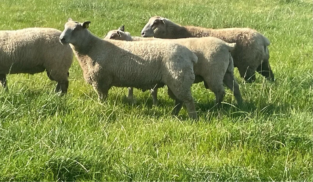 SIS pedigree Charollais ram lambs - Image 1
