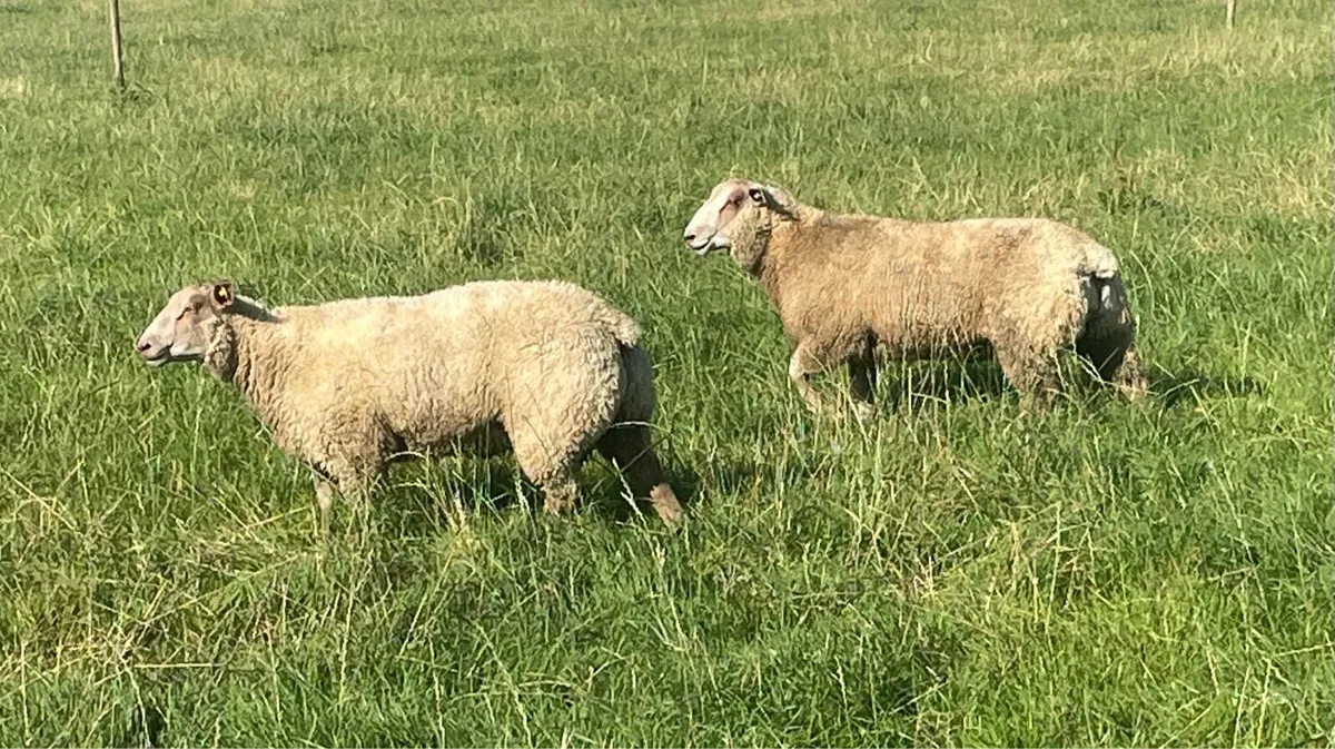 SIS pedigree Charollais ram lambs - Image 3
