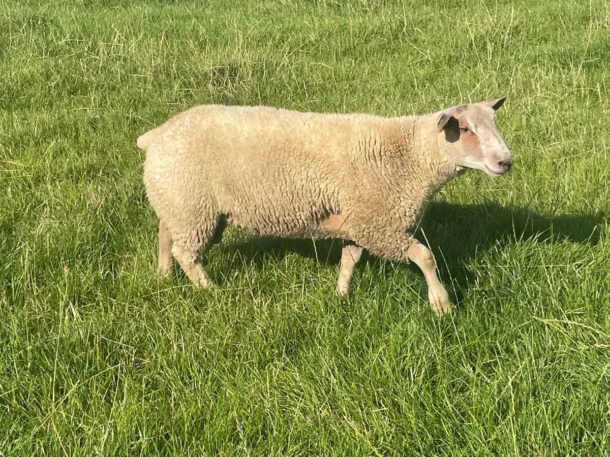 SIS pedigree Charollais ram lambs - Image 4