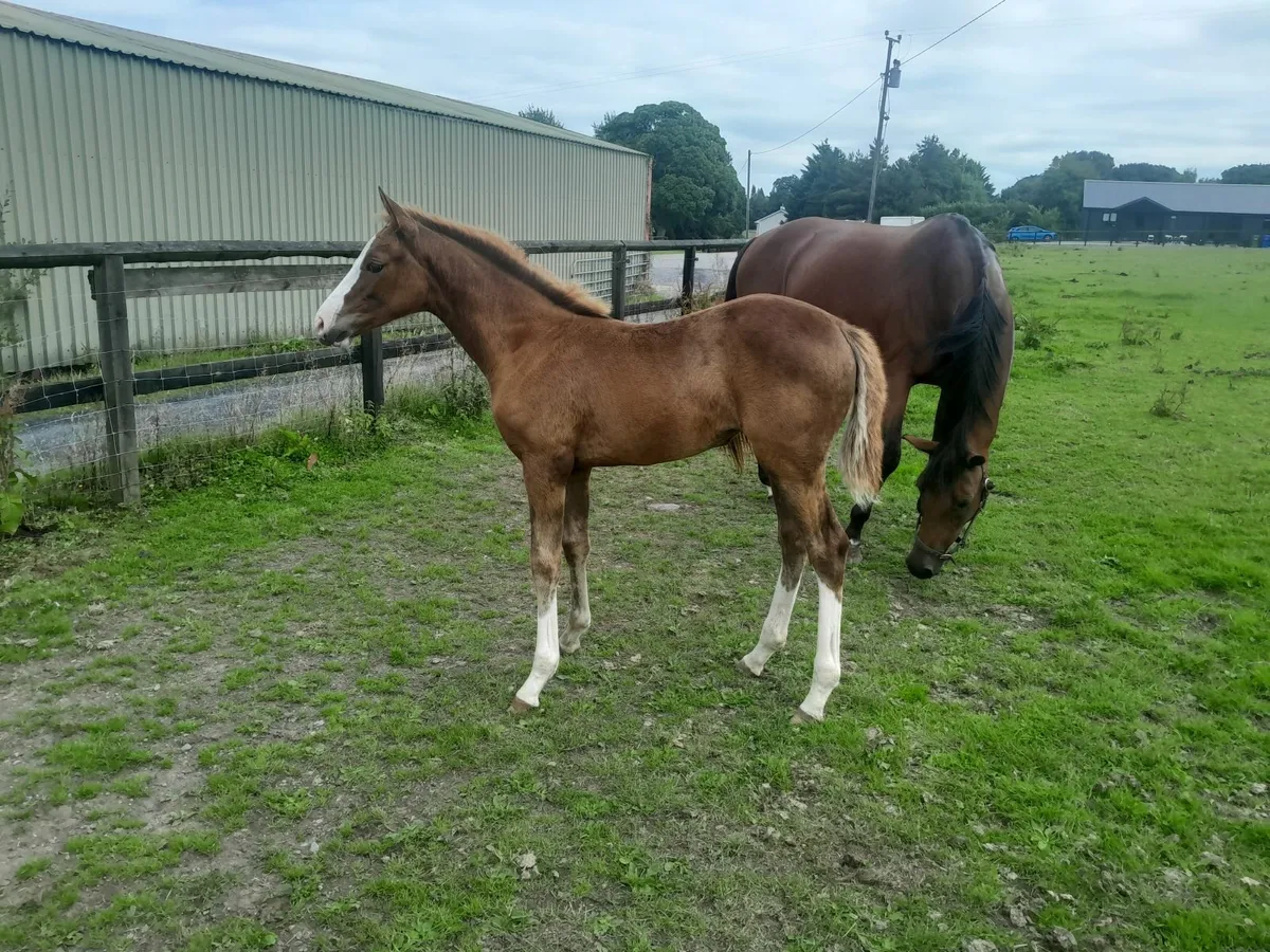 Mare and Foal - Image 3