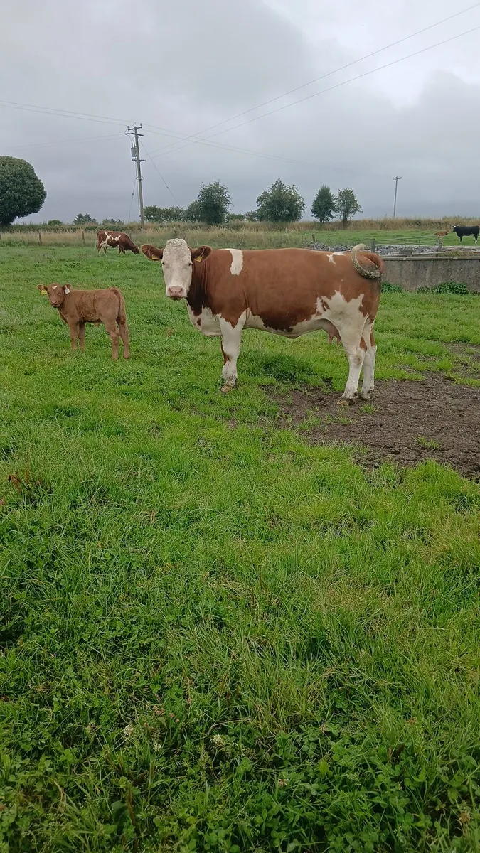 #Cow and calf# - Image 1