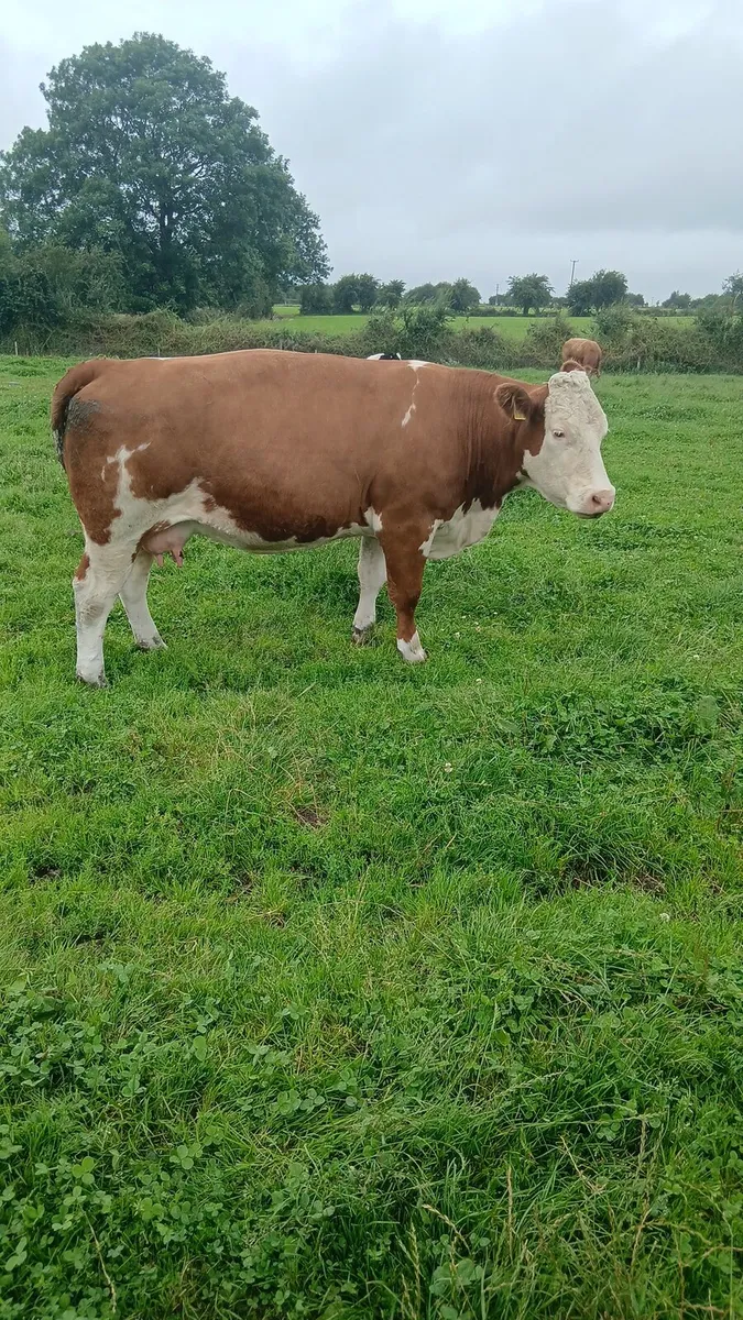 #Cow and calf# - Image 2