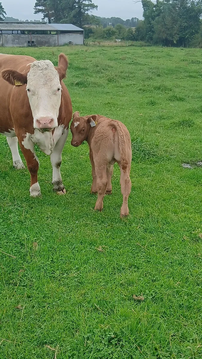 #Cow and calf# - Image 3