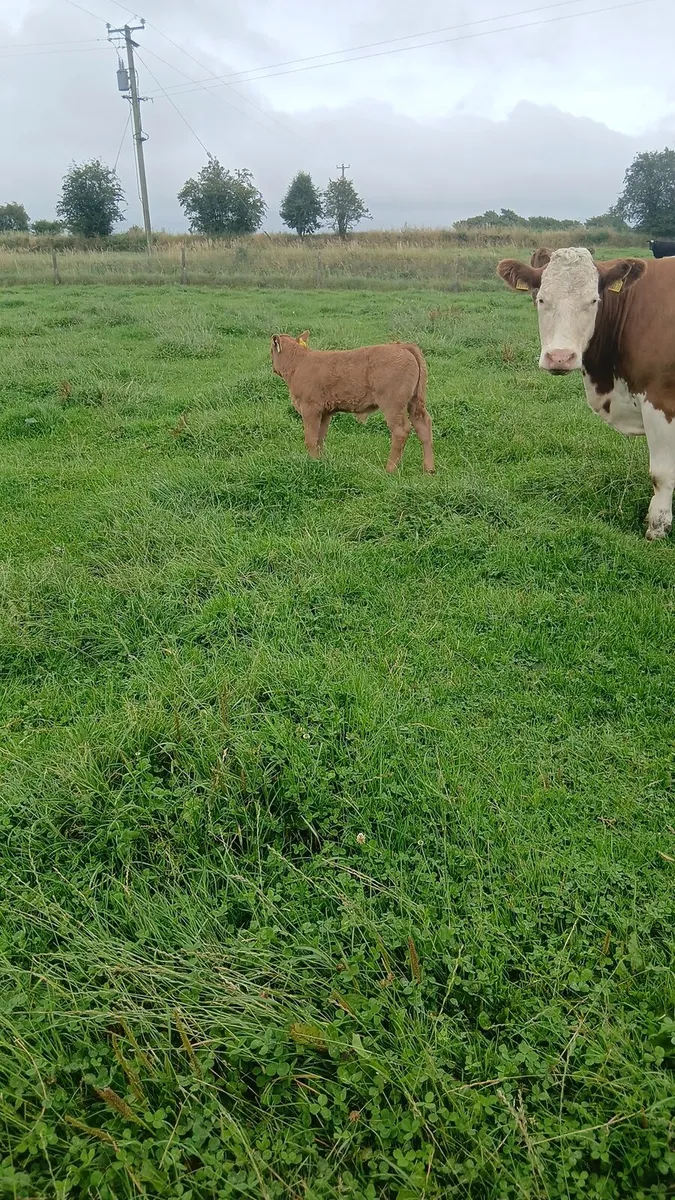 #Cow and calf# - Image 4