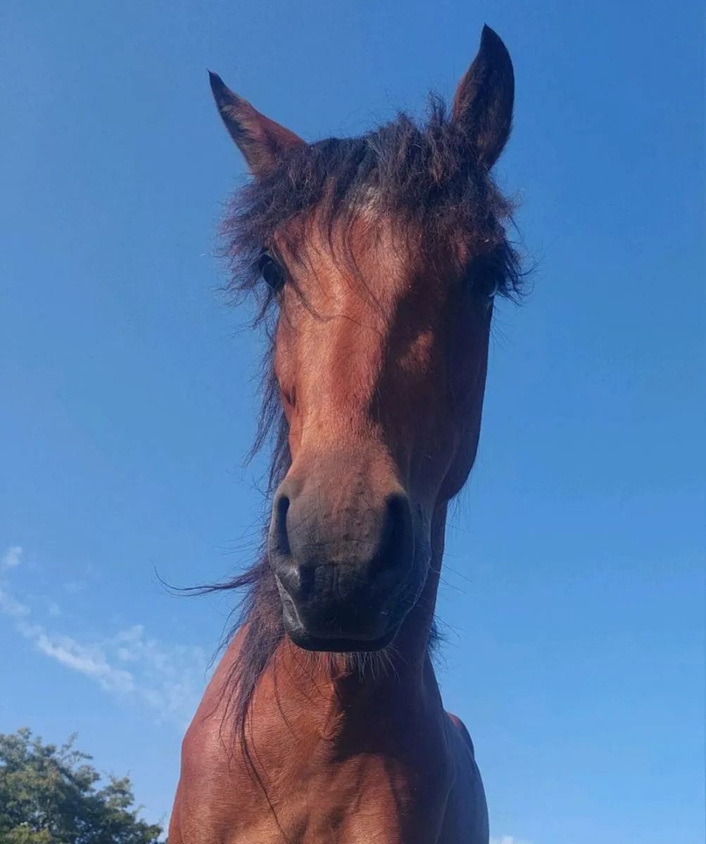 Gelding - Connie X TB - Image 1