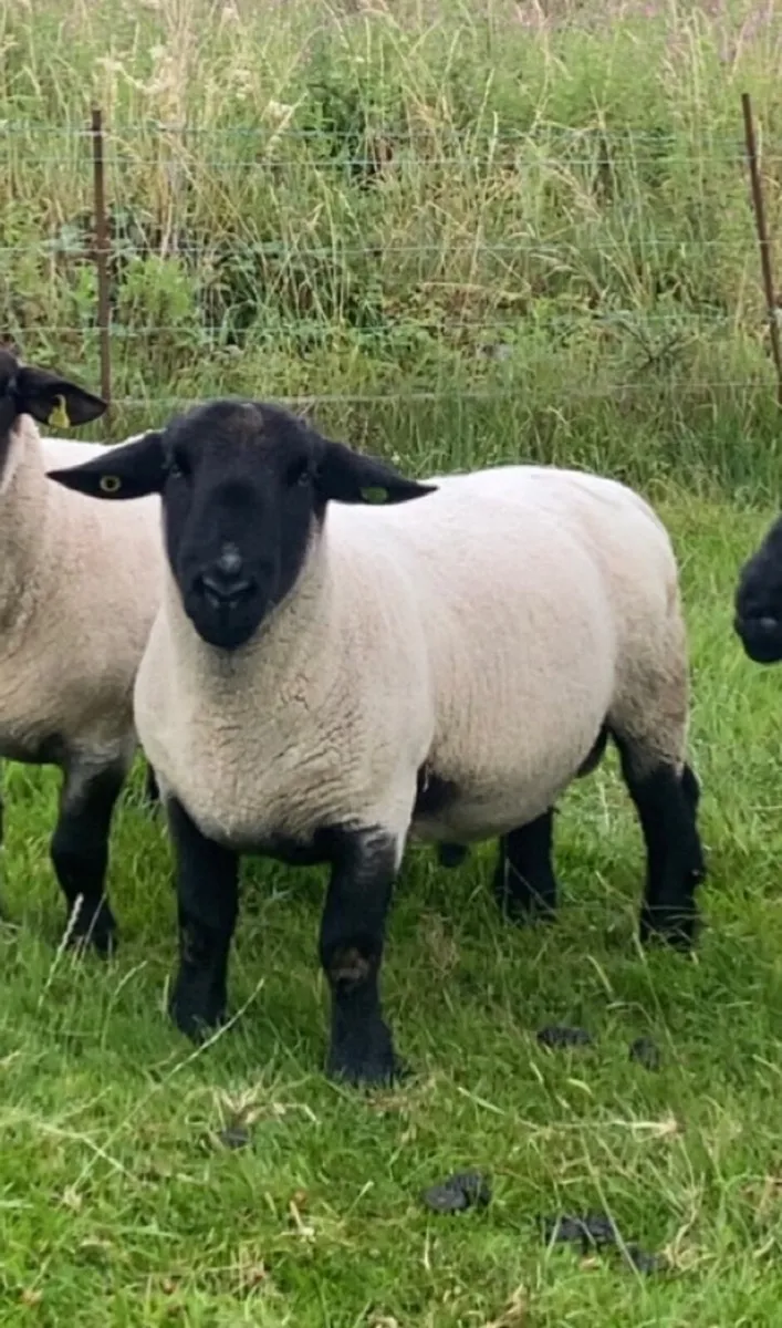 PBR Suffolk ram - Image 2