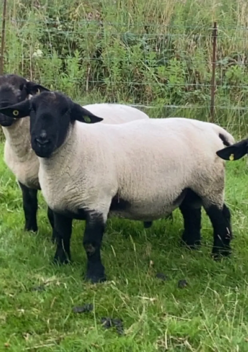 PBR Suffolk ram - Image 3