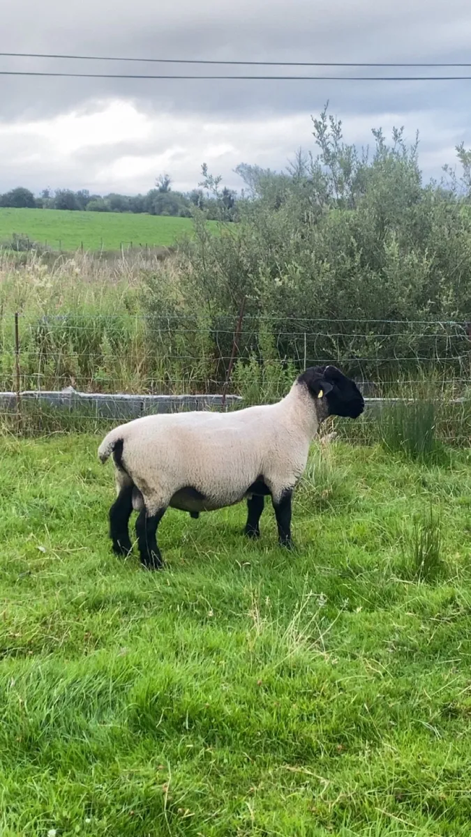 PBR Suffolk ram - Image 1