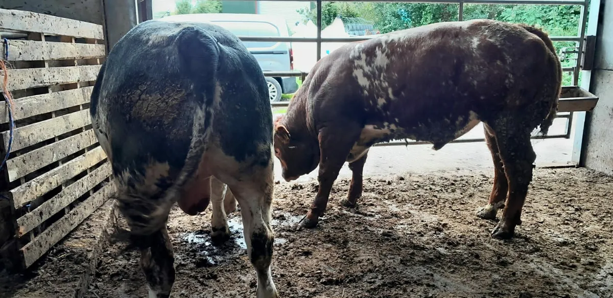 Excellent Weanling Bulls - Image 1