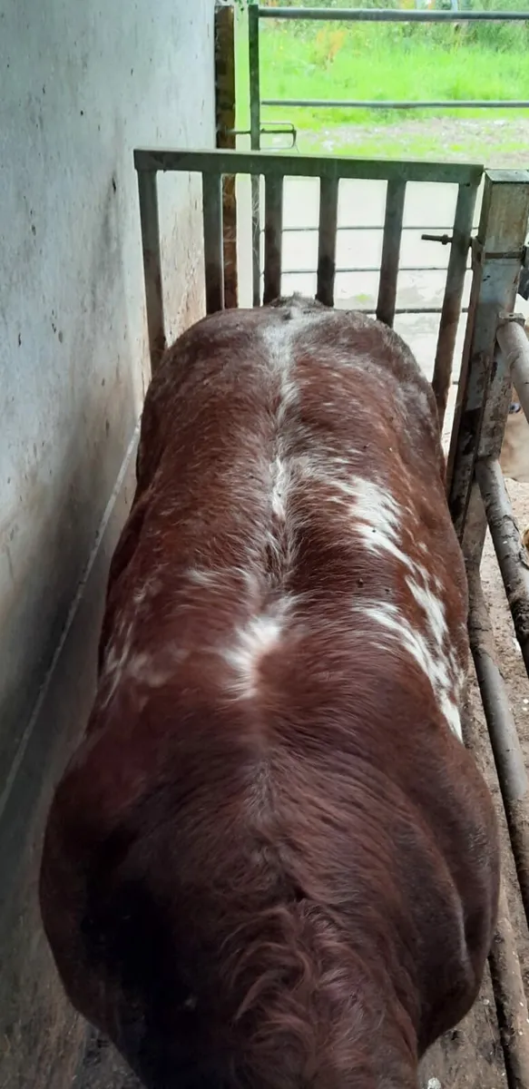 Excellent Weanling Bulls - Image 2