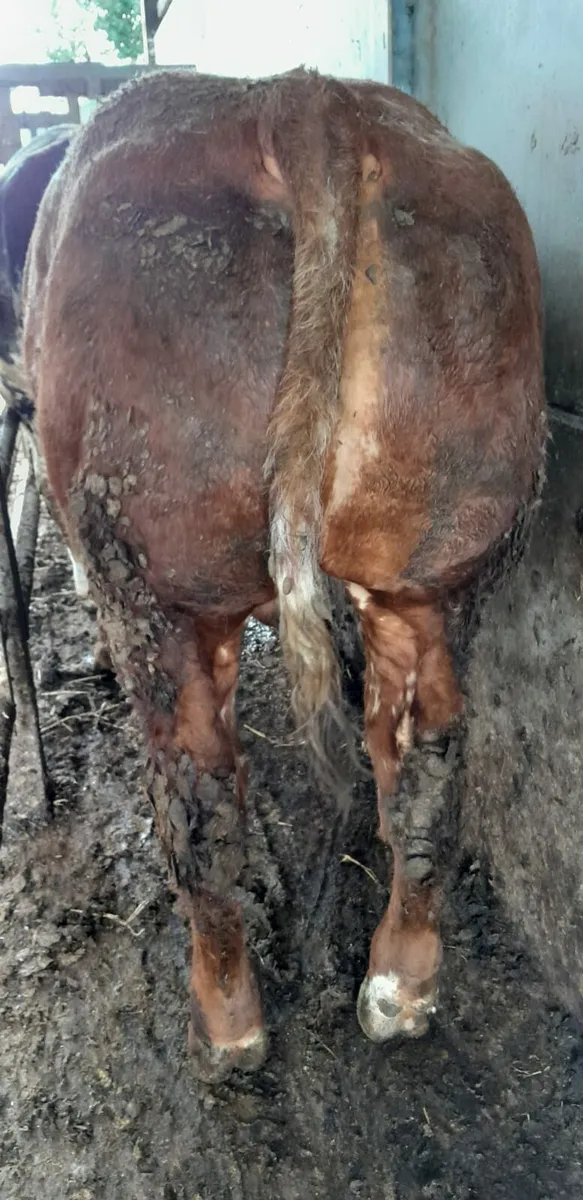 Excellent Weanling Bulls - Image 3