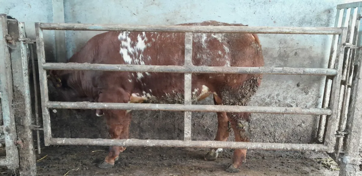 Excellent Weanling Bulls - Image 4