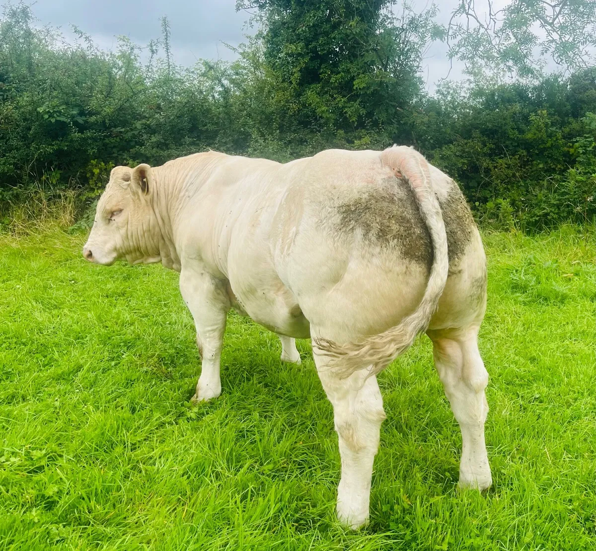 Pedigree Charolais bull - 5star - Image 1