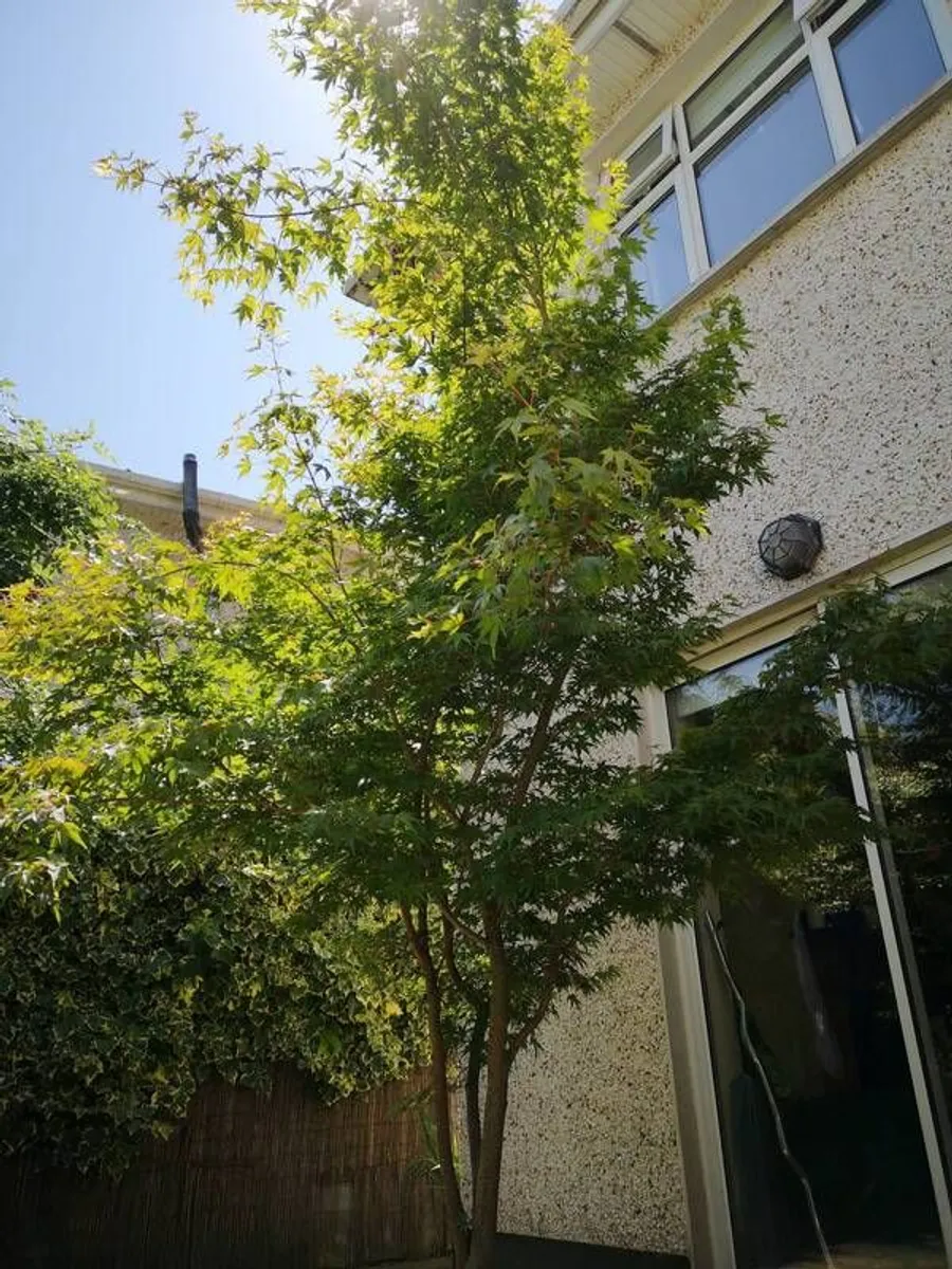 Acer tree - Image 3