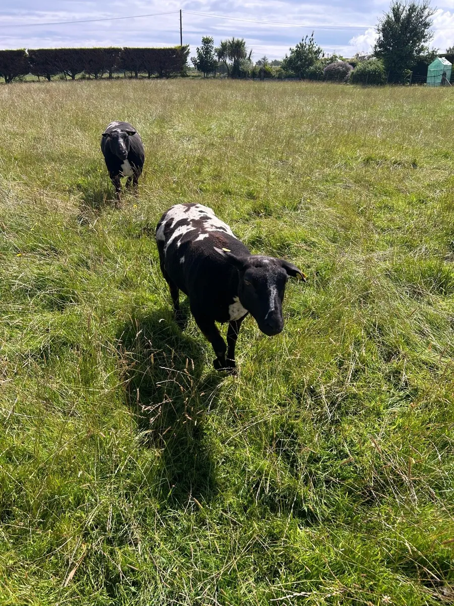 Dutch Spotted Pedigree Shearling Rams - Image 1