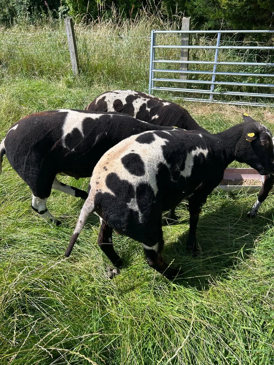 Dutch Spotted Pedigree Shearling Rams - Image 2