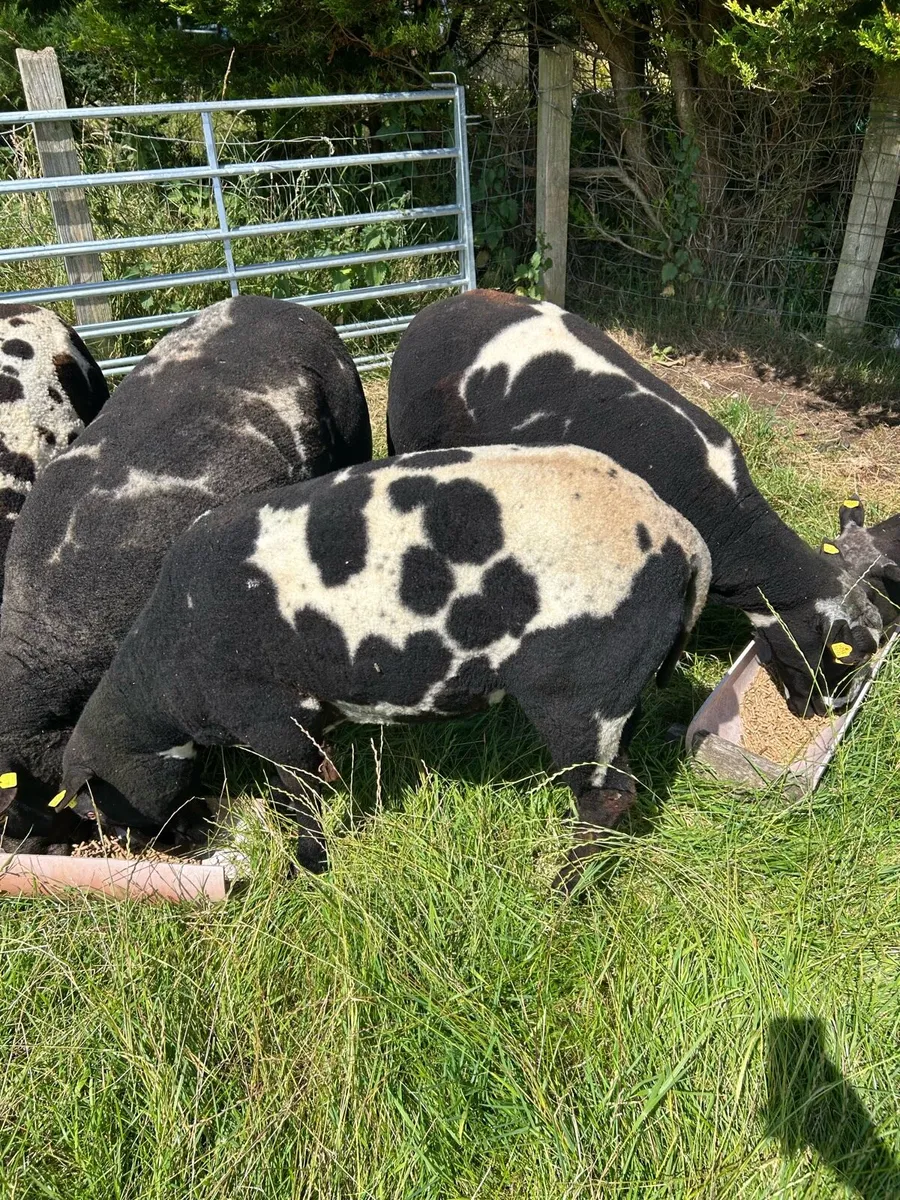 Dutch Spotted Pedigree Shearling Rams - Image 3