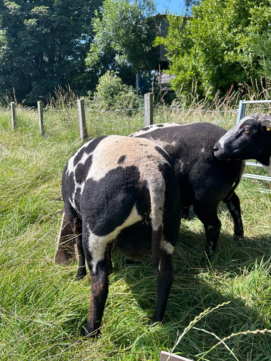 Dutch Spotted Pedigree Shearling Rams - Image 4