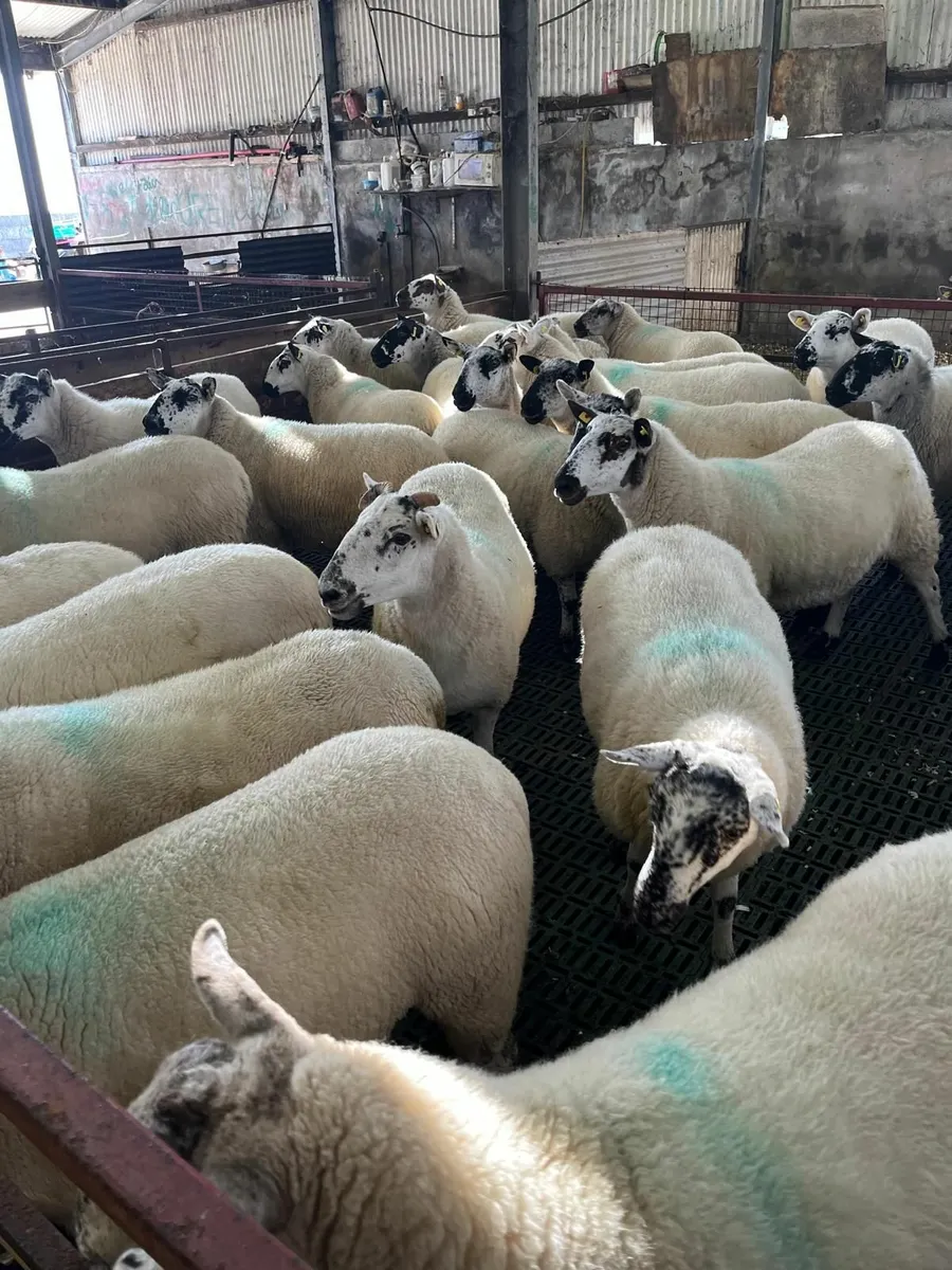 Sheep - Image 3
