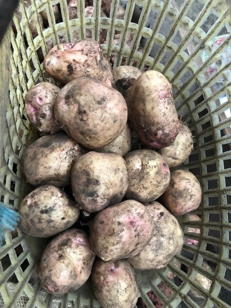 New season pink potato’s