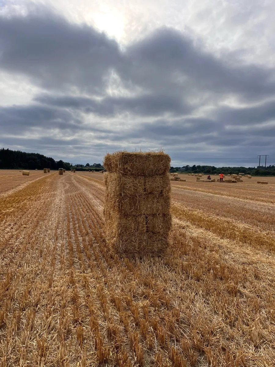 Barley straw - Image 1