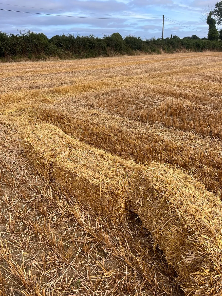 Barley straw - Image 2
