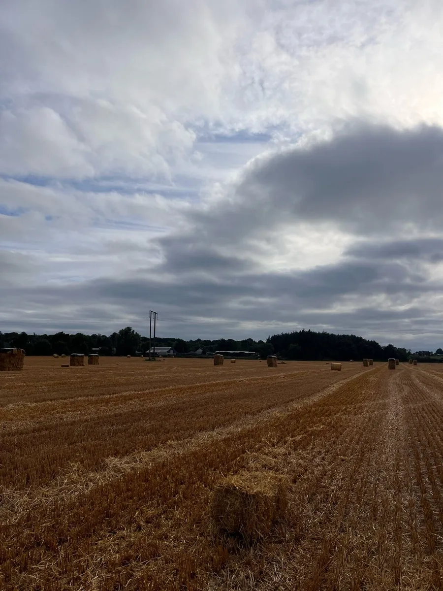 Barley straw - Image 3