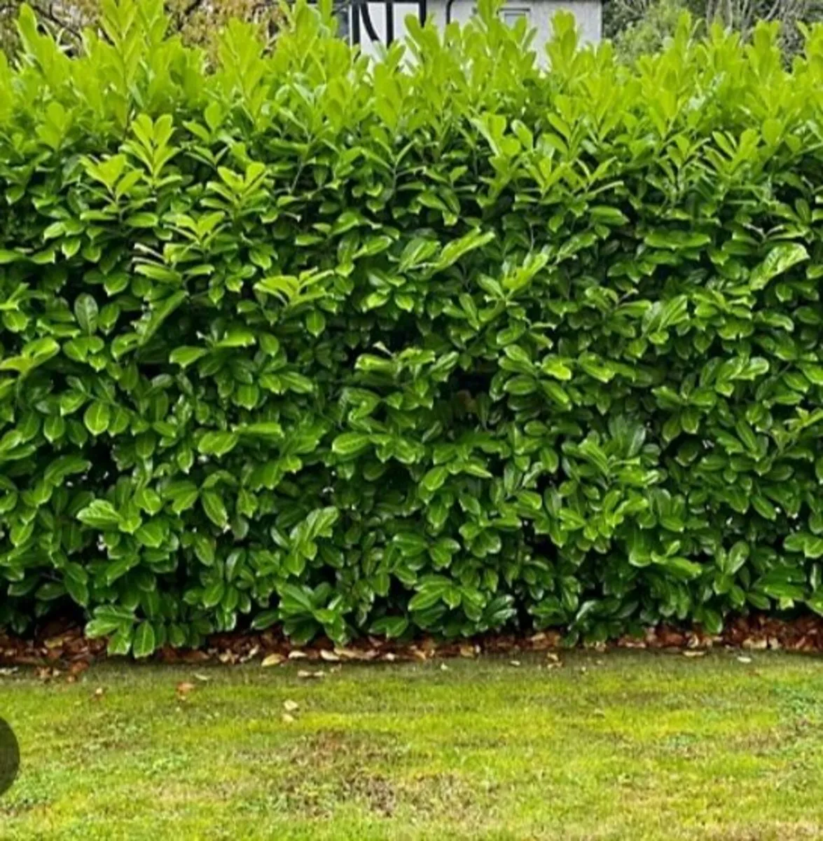 LAUREL HEDGING 4FT - 6FT - Image 1