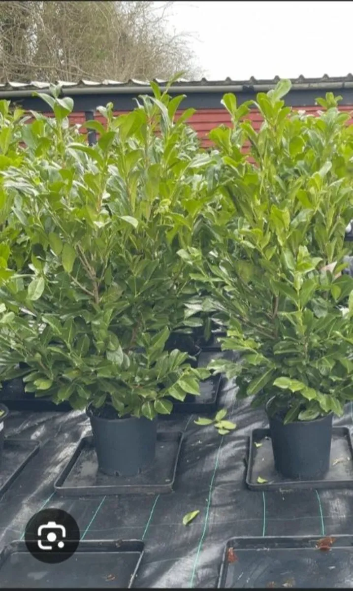 LAUREL HEDGING 4FT - 6FT - Image 2