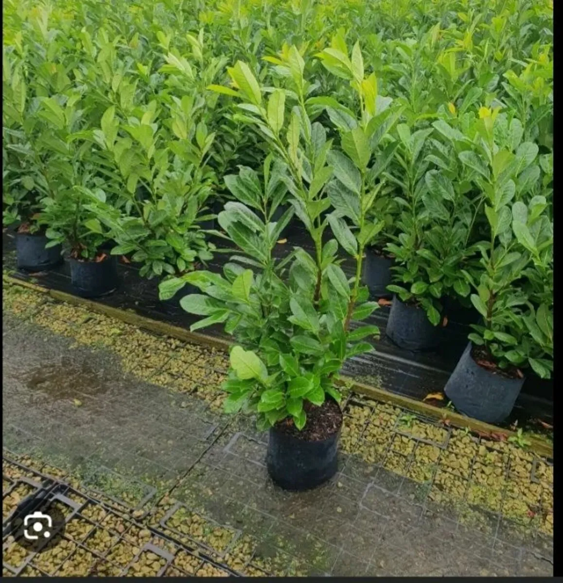 LAUREL HEDGING 4FT - 6FT - Image 3