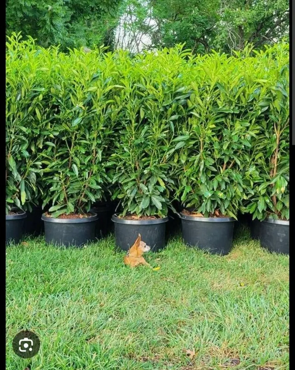 LAUREL HEDGING 4FT - 6FT - Image 4