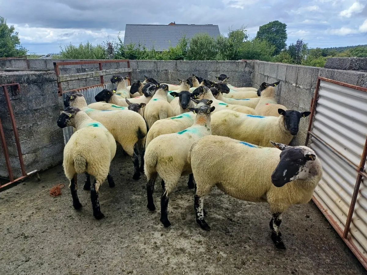 Sheep - Image 2