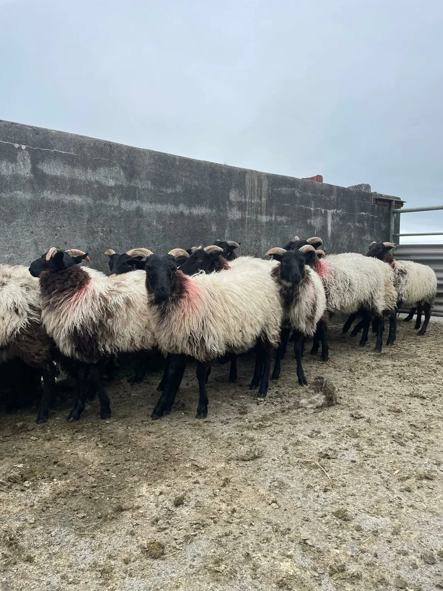 25 mayo mountain ewe lambs - Image 2