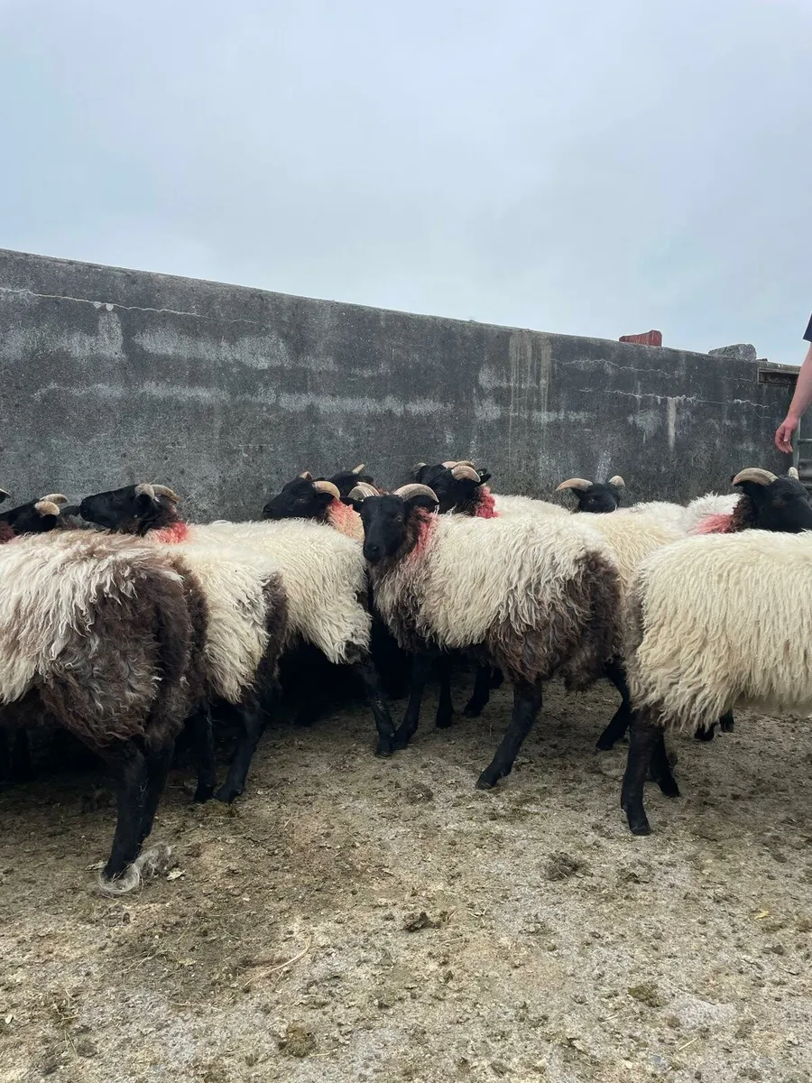 25 mayo mountain ewe lambs - Image 3