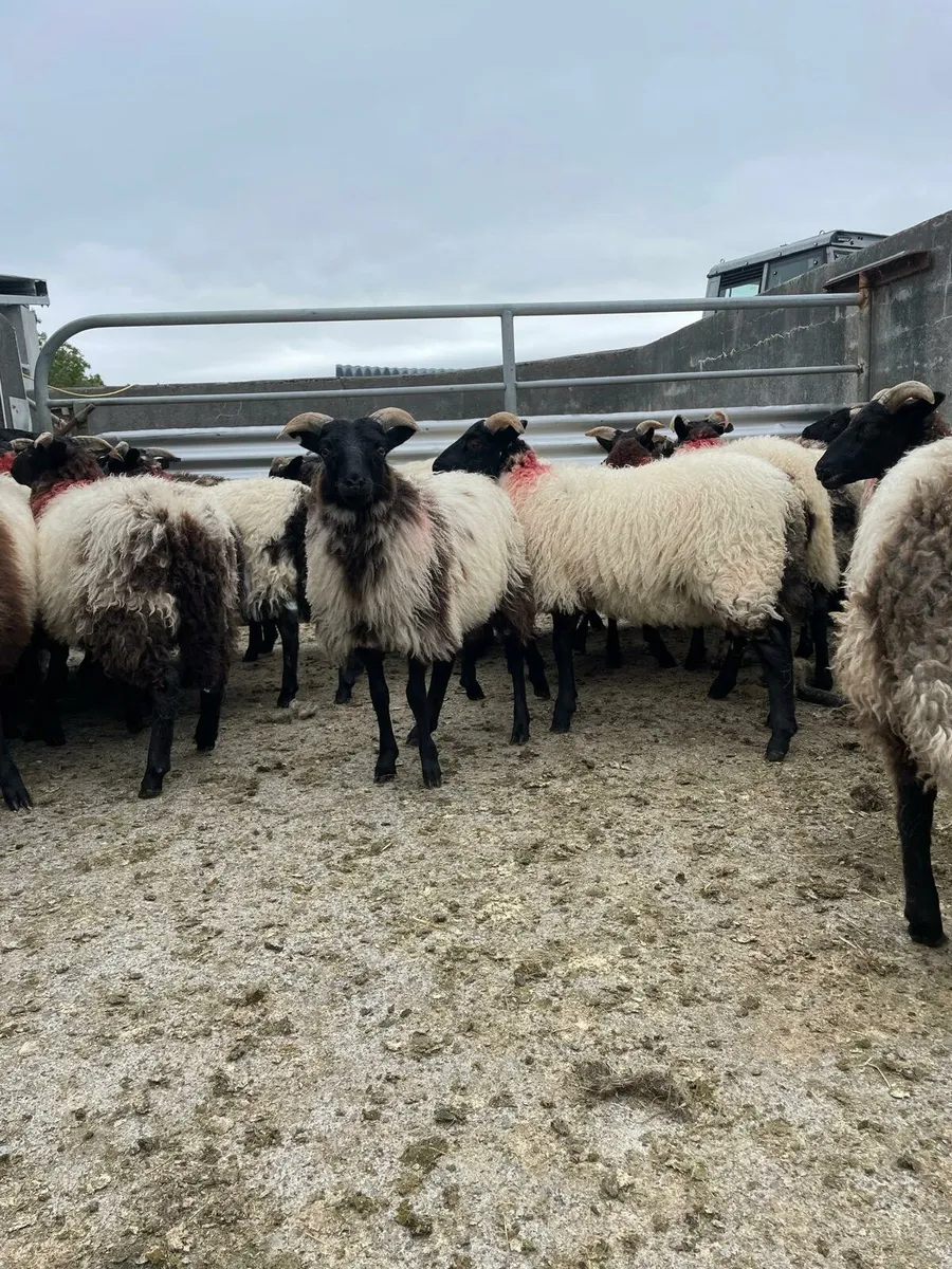 25 mayo mountain ewe lambs - Image 4