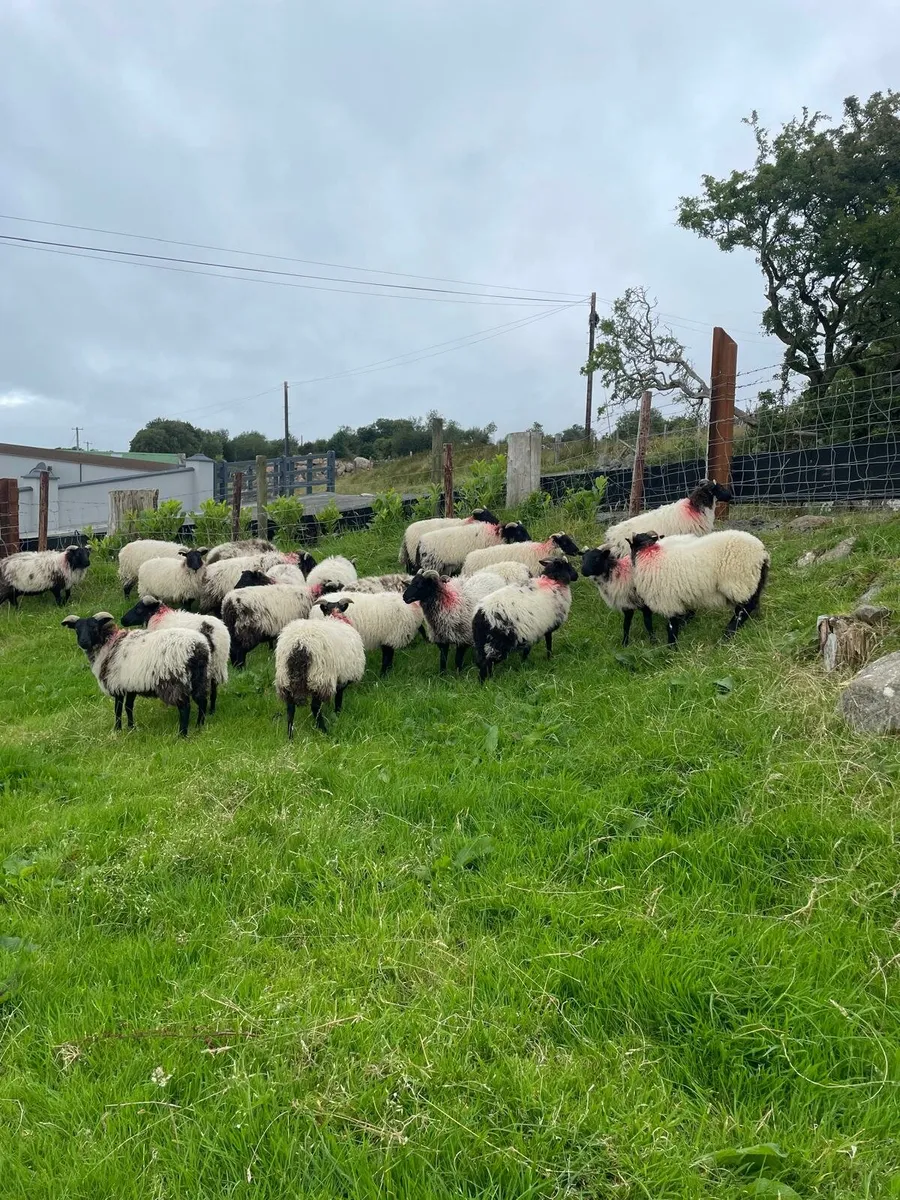 25 mayo mountain ewe lambs - Image 1