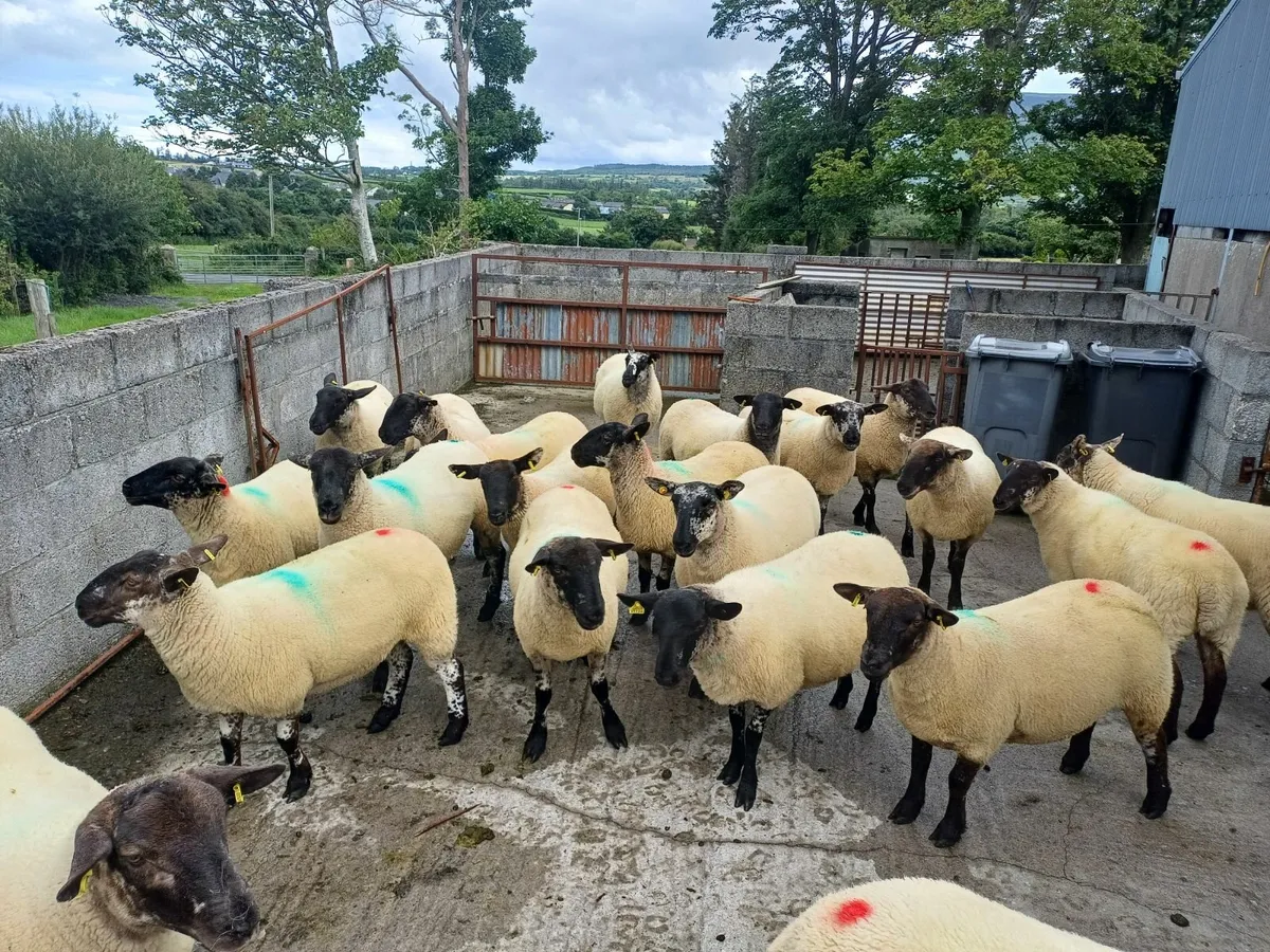 Sheep - Image 1
