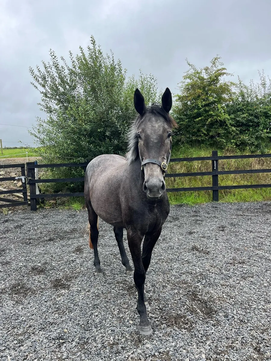 3 year old Womaniser - Image 1